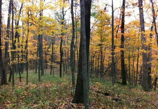 Sheltowee Trace, Clear Creek Furnace - 07